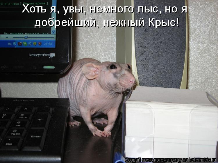 Хоть я, увы, немного лыс, но я добрейший, нежный Крыс!... Котоматрица: Хоть я, увы, немного лыс, но я добрейший, нежный Крыс!