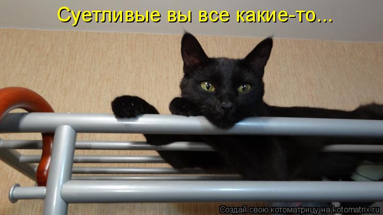 Суетливые вы все какие-то...... Котоматрица: Суетливые вы все какие-то...