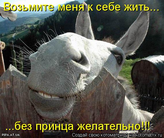 Возьмите меня к себе жить... ...без принца желательно!!!... Котоматрица: Возьмите меня к себе жить... ...без принца желательно!!!