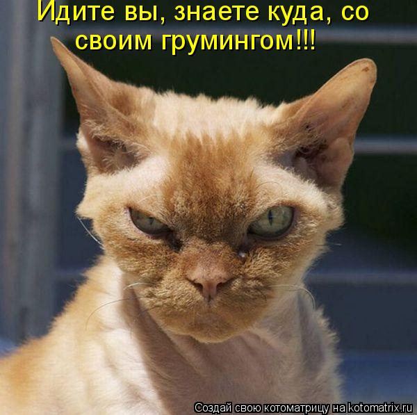 своим грумингом!!! Идите вы, знаете куда, со... Котоматрица: своим грумингом!!! Идите вы, знаете куда, со