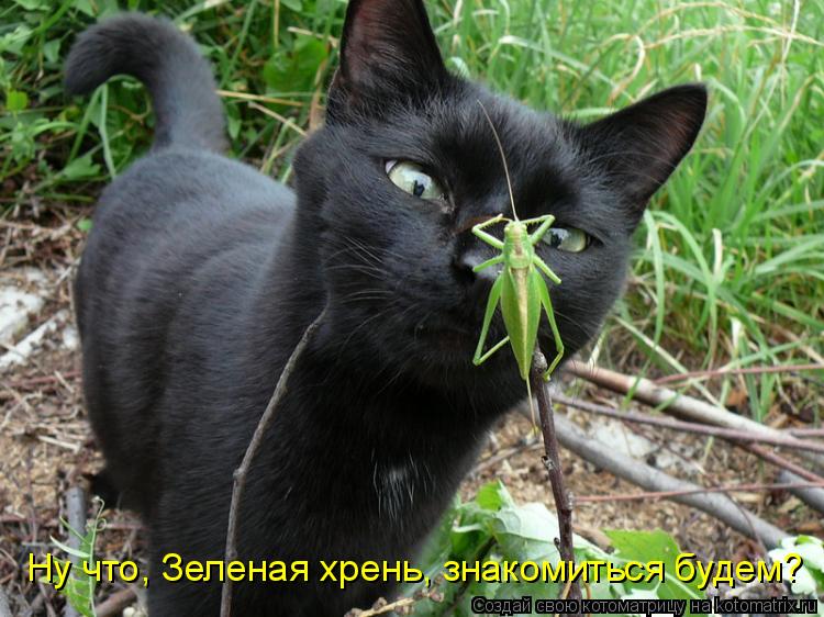 Ну что, Зеленая хрень, знакомиться будем?... Котоматрица: Ну что, Зеленая хрень, знакомиться будем?