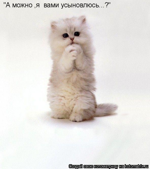 "А можно ,я вами усыновлюсь...?"... Котоматрица: "А можно ,я вами усыновлюсь...?"