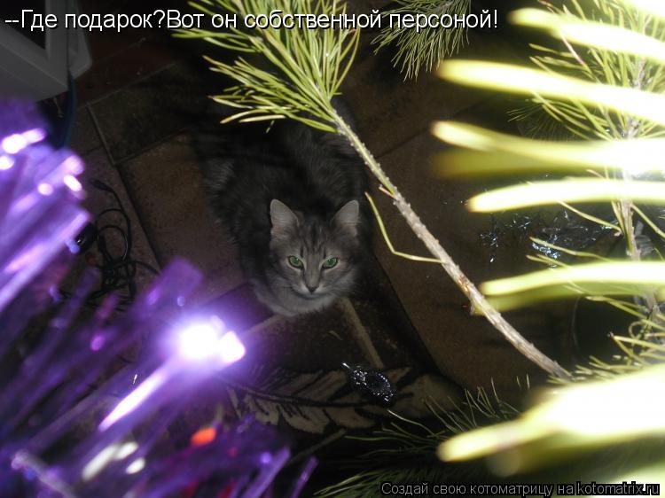 --Где подарок?Вот он собственной персоной!... Котоматрица: --Где подарок?Вот он собственной персоной!