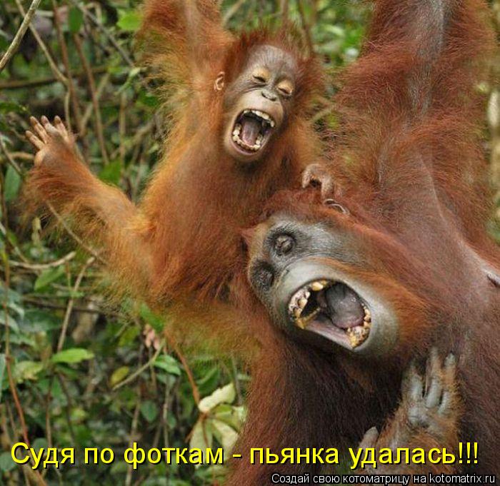 Судя по фоткам - пьянка удалась!!!... Котоматрица: Судя по фоткам - пьянка удалась!!!