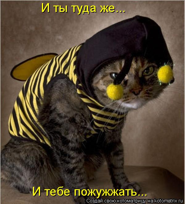 И ты туда же... И тебе пожужжать...... Котоматрица: И ты туда же... И тебе пожужжать...