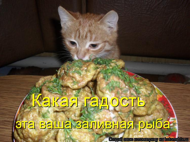 Какая гадость эта ваша заливная рыба... Котоматрица: Какая гадость эта ваша заливная рыба