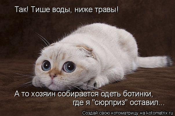 Так! Тише воды, ниже травы! А то хозяин собирается одеть ботинки, где я "сюрприз" оставил...... Котоматрица: Так! Тише воды, ниже травы! А то хозяин собирается одеть ботинки, где я "сюрприз" оставил...