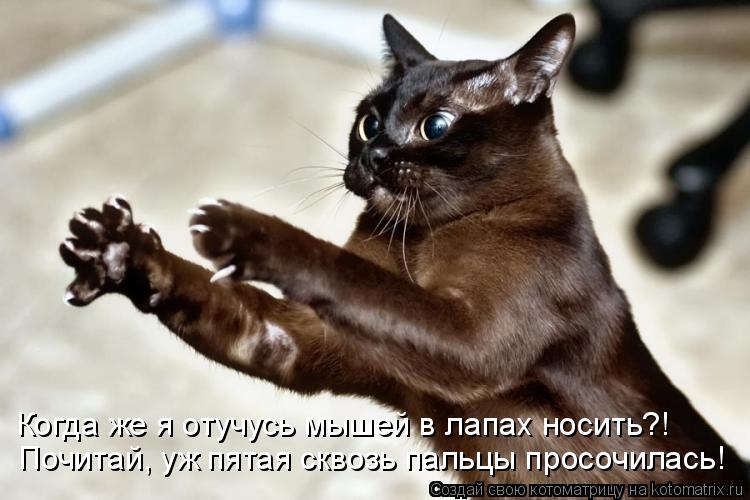 Когда же я отучусь мышей в лапах носить?! Почитай, уж пятая сквозь пальцы просочилась!... Котоматрица: Когда же я отучусь мышей в лапах носить?! Почитай, уж пятая сквозь пальцы просочилась!