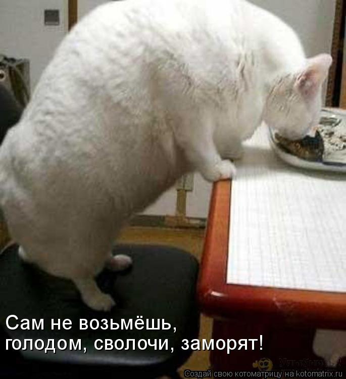 Сам не возьмёшь, голодом, сволочи, заморят!... Котоматрица: Сам не возьмёшь, голодом, сволочи, заморят!