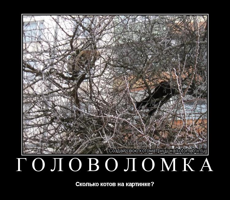 Головоломка Сколько котов на картинке?... Котоматрица: Головоломка Сколько котов на картинке?