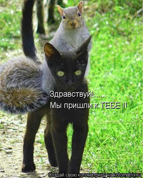 Мы пришли к ТЕБЕ !! Здравствуй!........ Котоматрица: Мы пришли к ТЕБЕ !! Здравствуй!.....