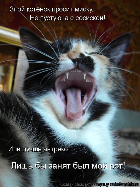 Злой котёнок просит миску. Не пустую, а с сосиской! Или лучше антрекот. Лишь бы занят был мой рот!... Котоматрица: Злой котёнок просит миску. Не пустую, а с сосиской! Или лучше антрекот. Лишь бы занят был мой рот!