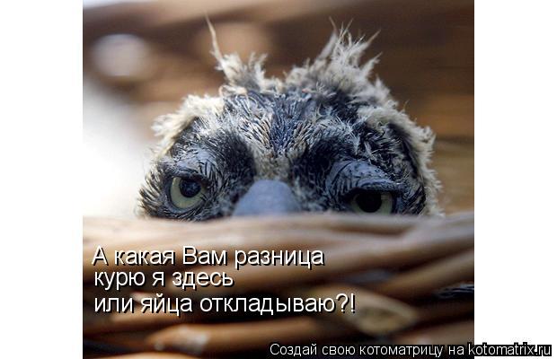 А какая Вам разница курю я здесь или яйца откладываю?!... Котоматрица: А какая Вам разница курю я здесь или яйца откладываю?!