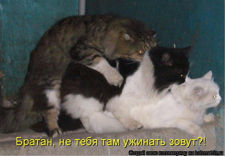 Братан, не тебя там ужинать зовут?!... Котоматрица: Братан, не тебя там ужинать зовут?!