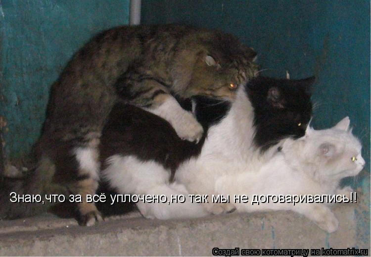 Знаю,что за всё уплочено,но так мы не договаривались!!... Котоматрица: Знаю,что за всё уплочено,но так мы не договаривались!!