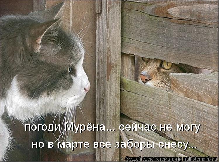погоди Мурёна... сейчас не могу но в марте все заборы снесу...... Котоматрица: погоди Мурёна... сейчас не могу но в марте все заборы снесу...