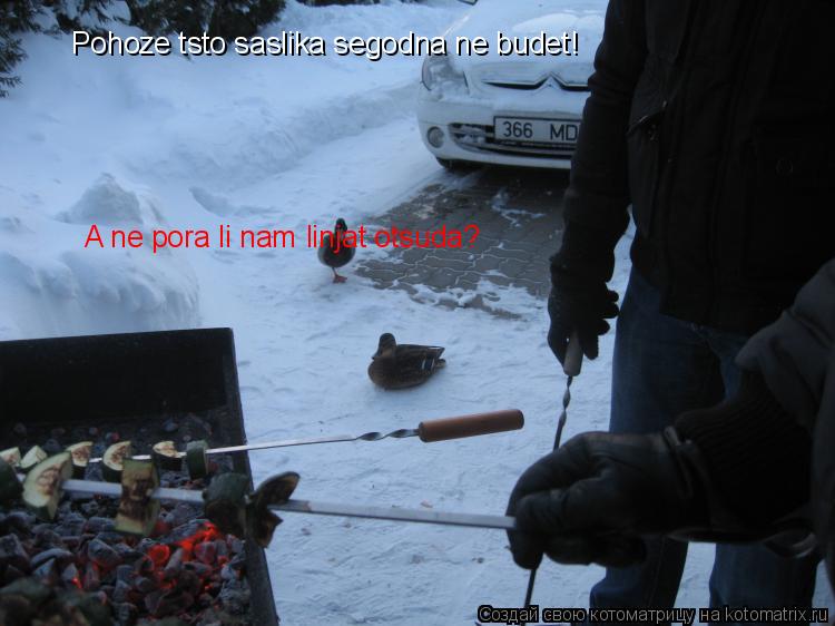 Pohoze tsto saslika segodna ne budet! A ne pora li nam linjat otsuda?... Котоматрица: Pohoze tsto saslika segodna ne budet! A ne pora li nam linjat otsuda?