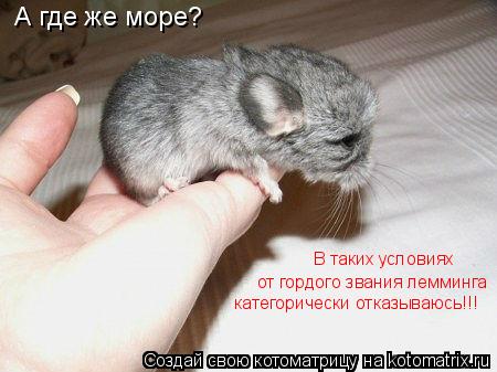 А где же море? В таких условиях от гордого звания лемминга категорически отказываюсь!!!... Котоматрица: А где же море? В таких условиях от гордого звания лемминга категорически отказываюсь!!!