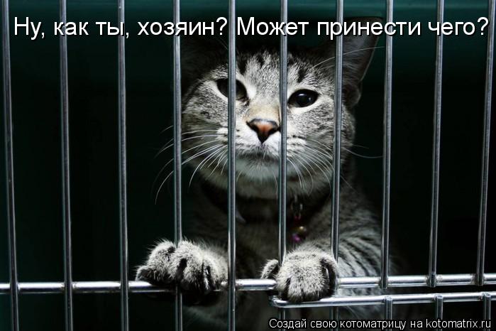 Ну, как ты, хозяин? Может принести чего?... Котоматрица: Ну, как ты, хозяин? Может принести чего?