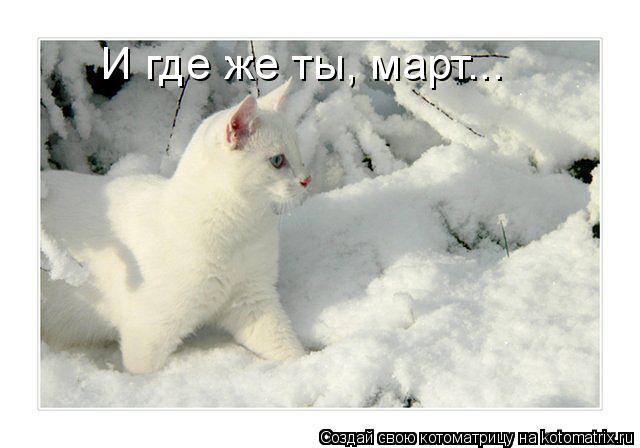 И где же ты, март...... Котоматрица: И где же ты, март...