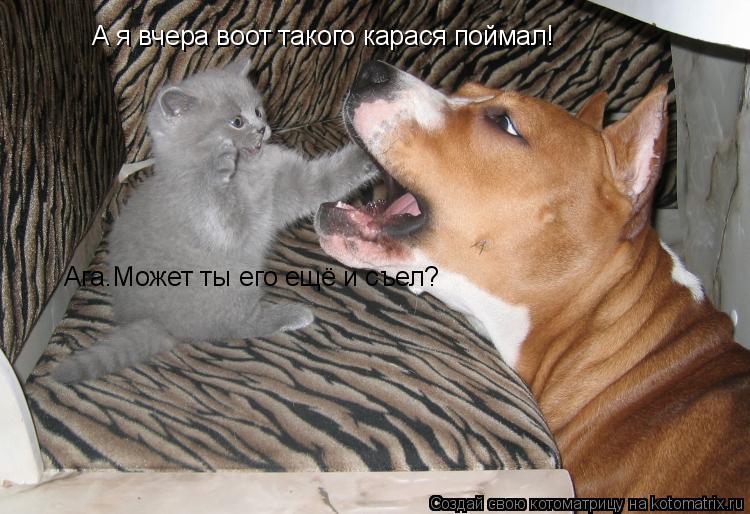 А я вчера воот такого карася поймал! Ага.Может ты его ещё и съел?... Котоматрица: А я вчера воот такого карася поймал! Ага.Может ты его ещё и съел?