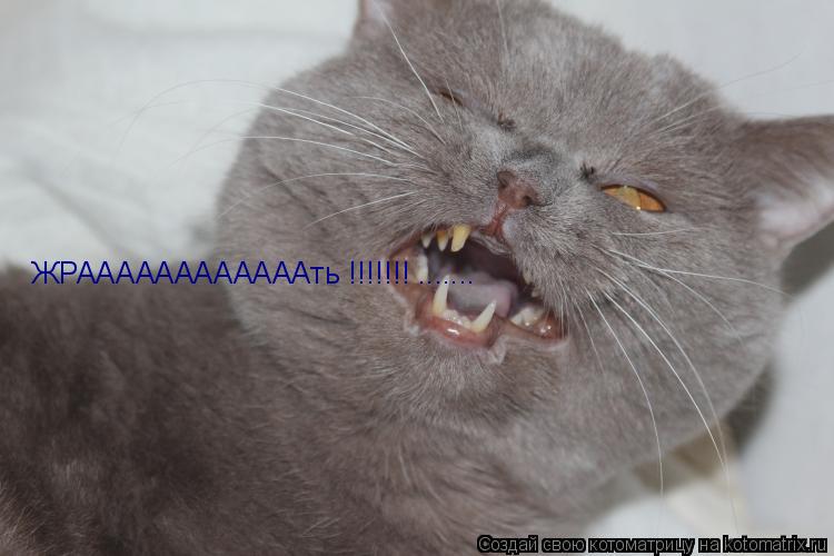 ЖРААААААААААААть !!!!!!! .......... Котоматрица: ЖРААААААААААААть !!!!!!! .......