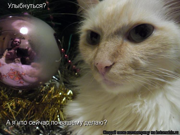 Улыбнуться? А я что сейчас по вашему делаю?... Котоматрица: Улыбнуться? А я что сейчас по вашему делаю?