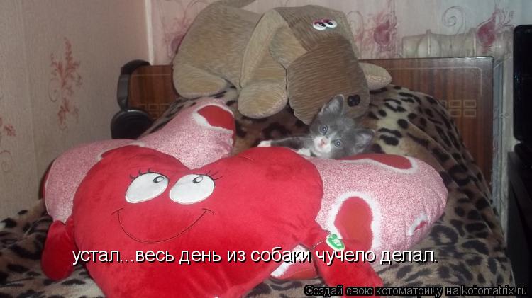 устал...весь день из собаки чучело делал.... Котоматрица: устал...весь день из собаки чучело делал.