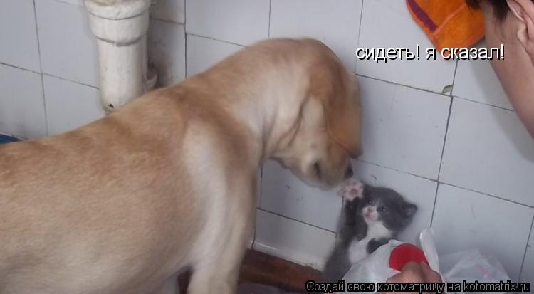 сидеть! я сказал!... Котоматрица: сидеть! я сказал!