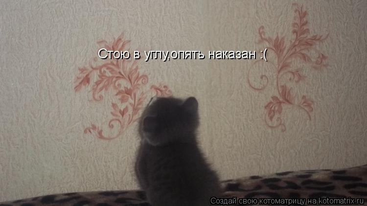 Стою в углу,опять наказан :(... Котоматрица: Стою в углу,опять наказан :(