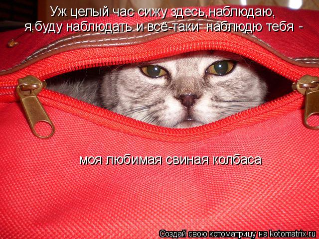 Уж целый час сижу здесь,наблюдаю, я буду наблюдать и всё-таки наблюдю тебя моя любимая свиная колбас... Котоматрица: Уж целый час сижу здесь,наблюдаю, я буду наблюдать и всё-таки наблюдю тебя моя любимая свиная колбаса -