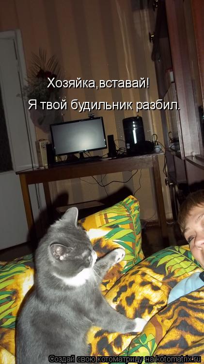 Я твой будильник разбил. Хозяйка,вставай!... Котоматрица: Я твой будильник разбил. Хозяйка,вставай!