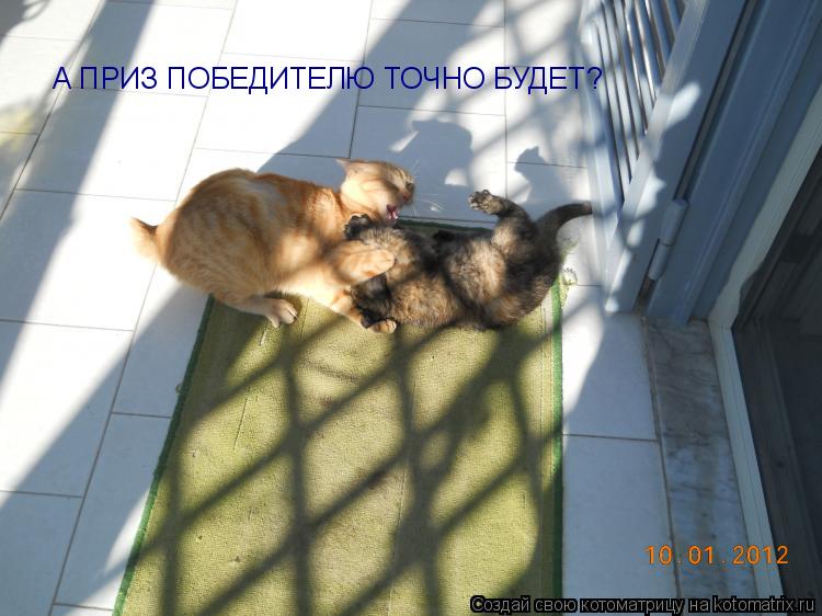 А ПРИЗ ПОБЕДИТЕЛЮ ТОЧНО БУДЕТ?... Котоматрица: А ПРИЗ ПОБЕДИТЕЛЮ ТОЧНО БУДЕТ?