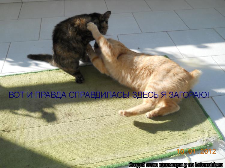 ВОТ И ПРАВДА СПРАВДИЛАСЬ! ЗДЕСЬ Я ЗАГОРАЮ!... Котоматрица: ВОТ И ПРАВДА СПРАВДИЛАСЬ! ЗДЕСЬ Я ЗАГОРАЮ!