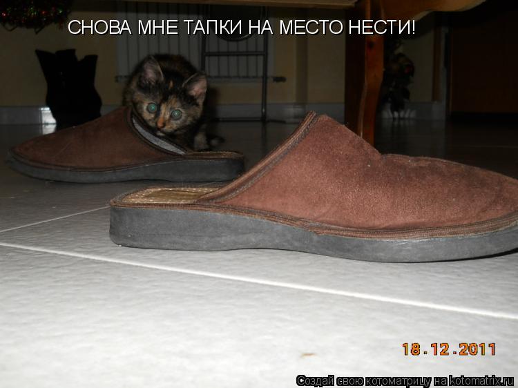 СНОВА МНЕ ТАПКИ НА МЕСТО НЕСТИ!... Котоматрица: СНОВА МНЕ ТАПКИ НА МЕСТО НЕСТИ!