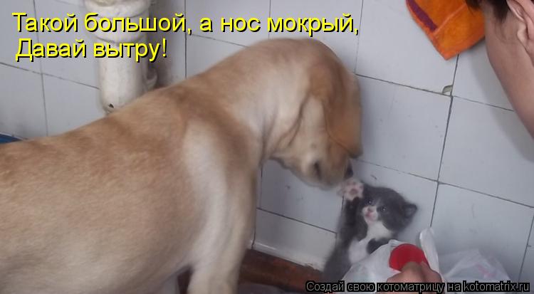 Такой большой, а нос мокрый, Давай вытру!... Котоматрица: Такой большой, а нос мокрый, Давай вытру!