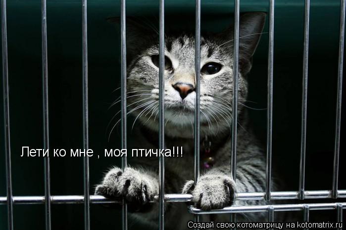 Лети ко мне , моя птичка!!!... Котоматрица: Лети ко мне , моя птичка!!!