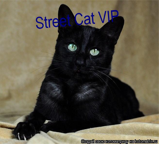 Street Cat VIP... Котоматрица: Street Cat VIP