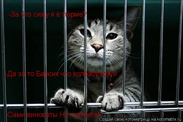 -За что сижу я в тюрме? -Да за то Барсик что колбасу взял! -Сами виноваты НЕ кормите!!... Котоматрица: -За что сижу я в тюрме? -Да за то Барсик что колбасу взял! -Сами виноваты НЕ кормите!!