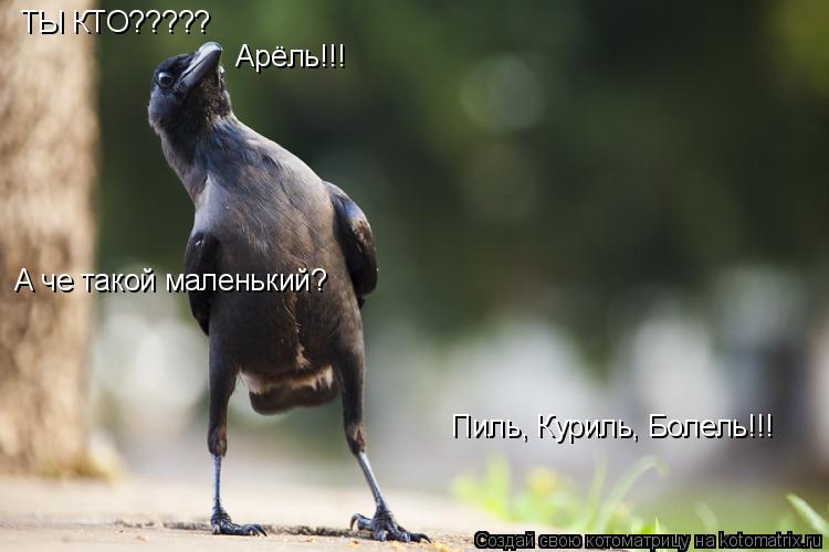 ТЫ КТО????? Арёль!!! А че такой маленький? Пиль, Куриль, Болель!!!... Котоматрица: ТЫ КТО????? Арёль!!! А че такой маленький? Пиль, Куриль, Болель!!!