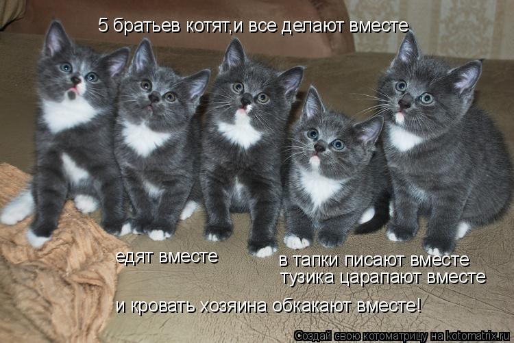 5 братьев котят,и все делают вместе тузика царапают вместе в тапки писают вместе едят вместе и крова... Котоматрица: 5 братьев котят,и все делают вместе тузика царапают вместе в тапки писают вместе едят вместе и кровать хозяина обкакают вместе!