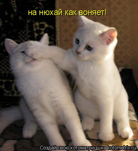 на нюхай как воняет!... Котоматрица: на нюхай как воняет!