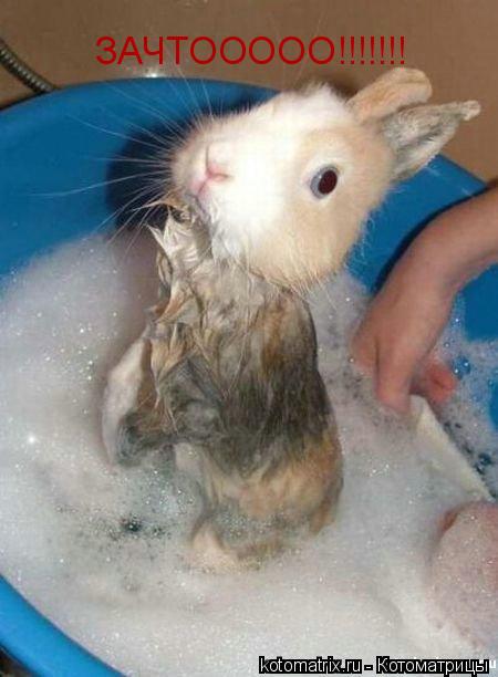 ЗАЧТООООО!!!!!!!... Котоматрица: ЗАЧТООООО!!!!!!!