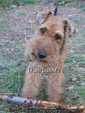 Поиграем?... Котоматрица: Поиграем?