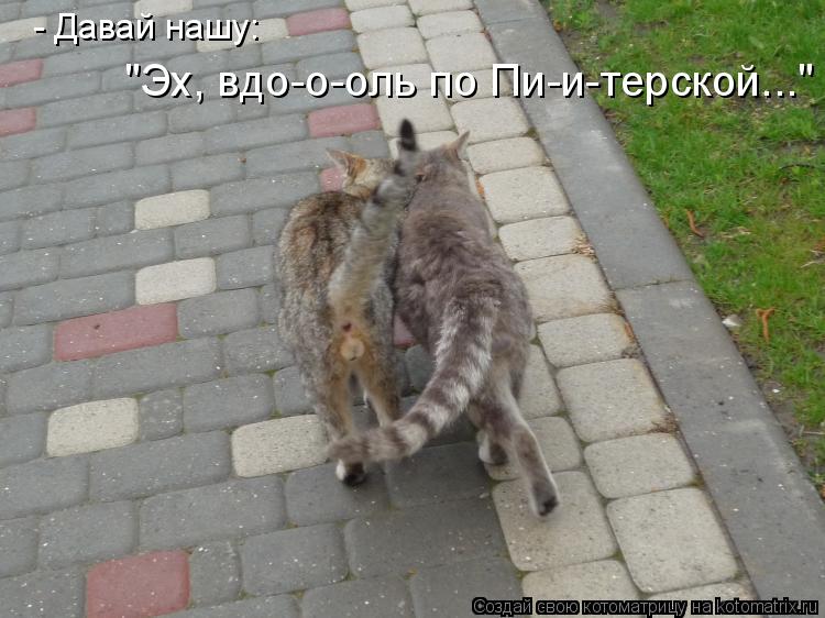 - Давай нашу: "Эх, вдо-о-оль по Пи-и-терской..."... Котоматрица: - Давай нашу: "Эх, вдо-о-оль по Пи-и-терской..."
