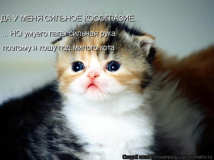 ДА У МЕНЯ СИЛЬНОЕ КОСОГЛАЗИЕ... ... НО умуего папы сильная рука поэтому я кошу под милого кота... Котоматрица: ДА У МЕНЯ СИЛЬНОЕ КОСОГЛАЗИЕ... ... НО умуего папы сильная рука поэтому я кошу под милого кота