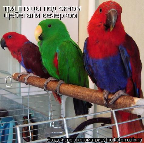 три птицы под окном щебетали вечерком... Котоматрица: три птицы под окном щебетали вечерком