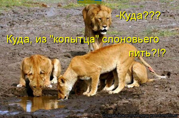 -Куда??? Куда, из "копытца" слоновьего пить?!?... Котоматрица: -Куда??? Куда, из "копытца" слоновьего пить?!?