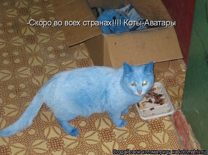 -Скоро во всех странах!!!! Коты-Аватары... Котоматрица: -Скоро во всех странах!!!! Коты-Аватары