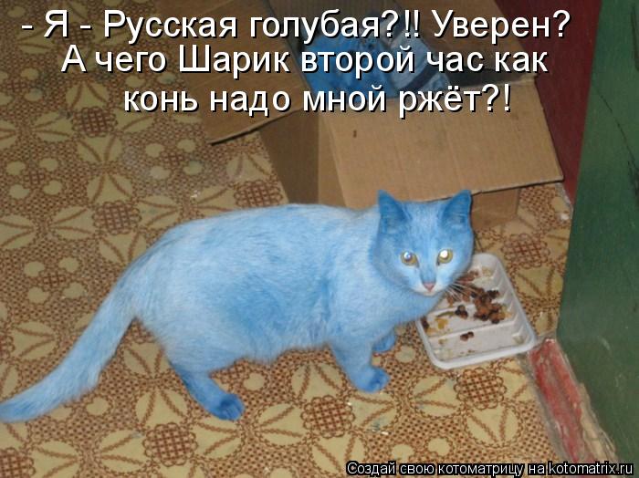 - Я - Русская голубая?!! Уверен? А чего Шарик второй час как конь надо мной ржёт?!... Котоматрица: - Я - Русская голубая?!! Уверен? А чего Шарик второй час как конь надо мной ржёт?!